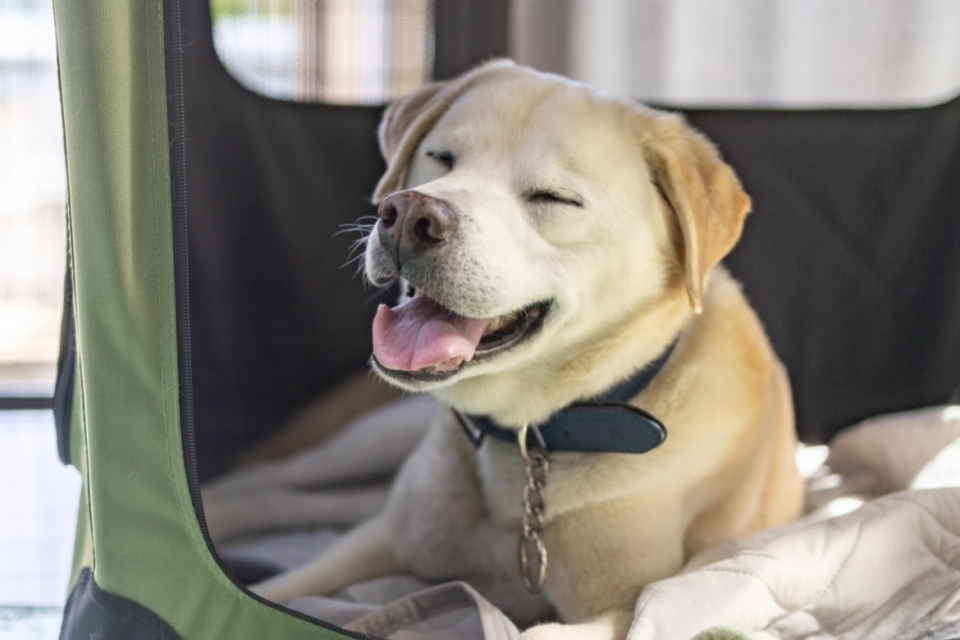 看板犬 福ちゃん写真