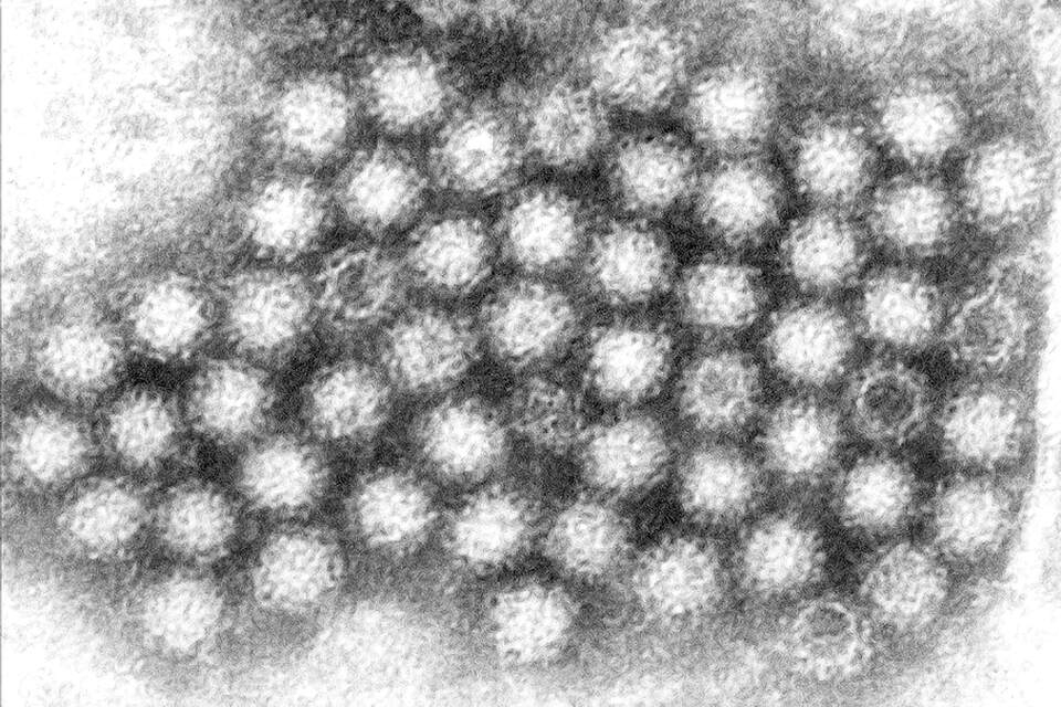 オゾンの力で有害な菌やウィルスを強力に除菌　写真１